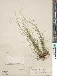 Carex leptalea image