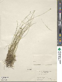 Carex leptalea image