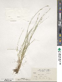 Carex leptalea image