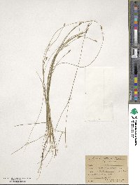 Carex leptalea image