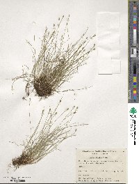 Carex leptalea image