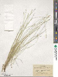 Carex leptalea image