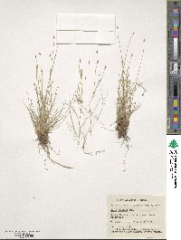 Carex leptalea image