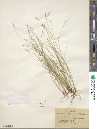 Carex leptalea image