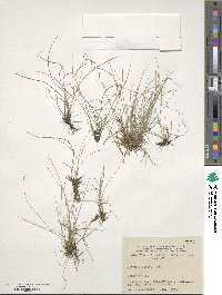 Carex leptalea image