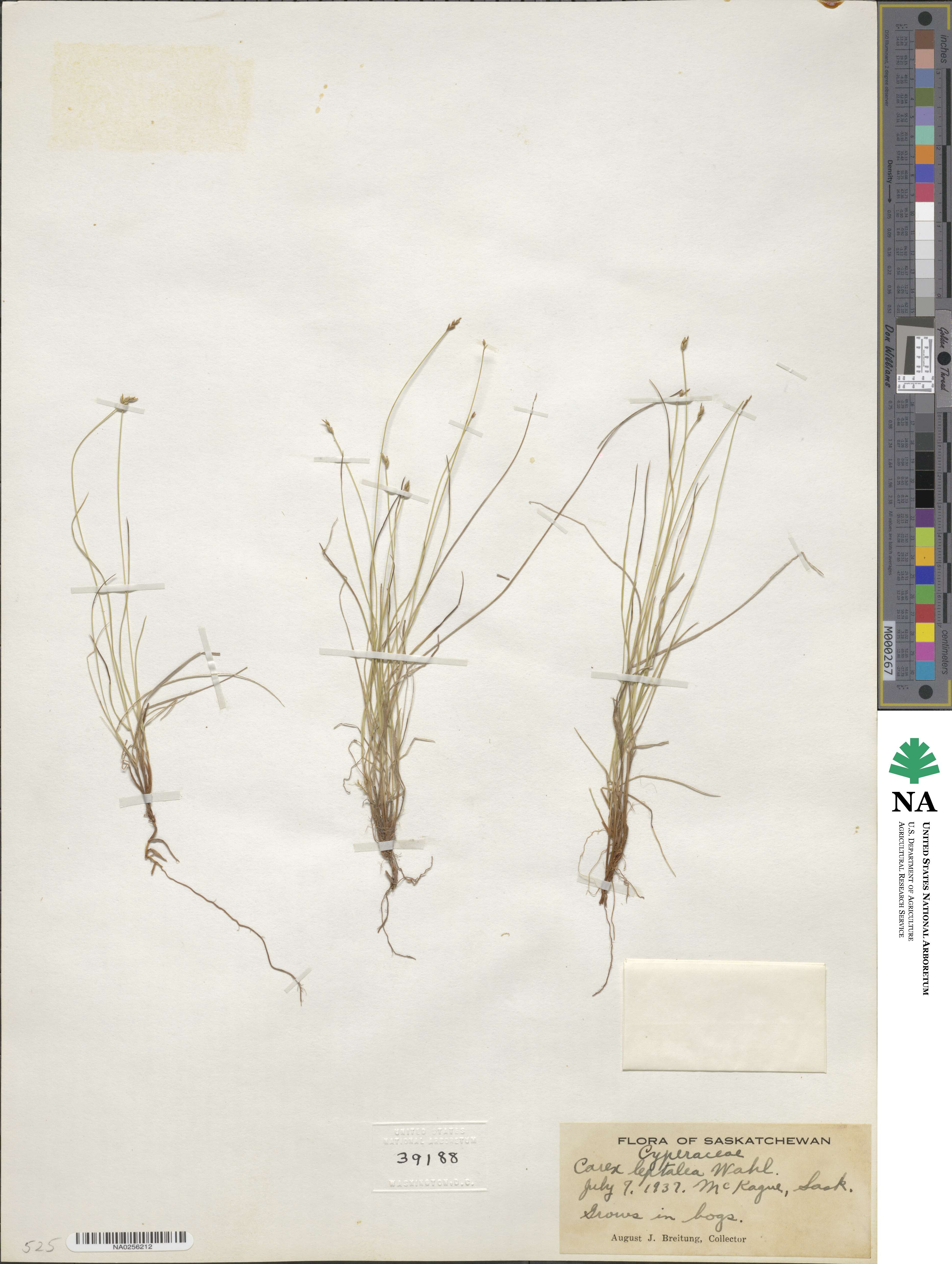 Carex leptalea image