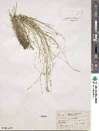 Carex leptalea image