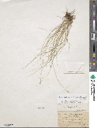 Carex leptalea subsp. harperi image