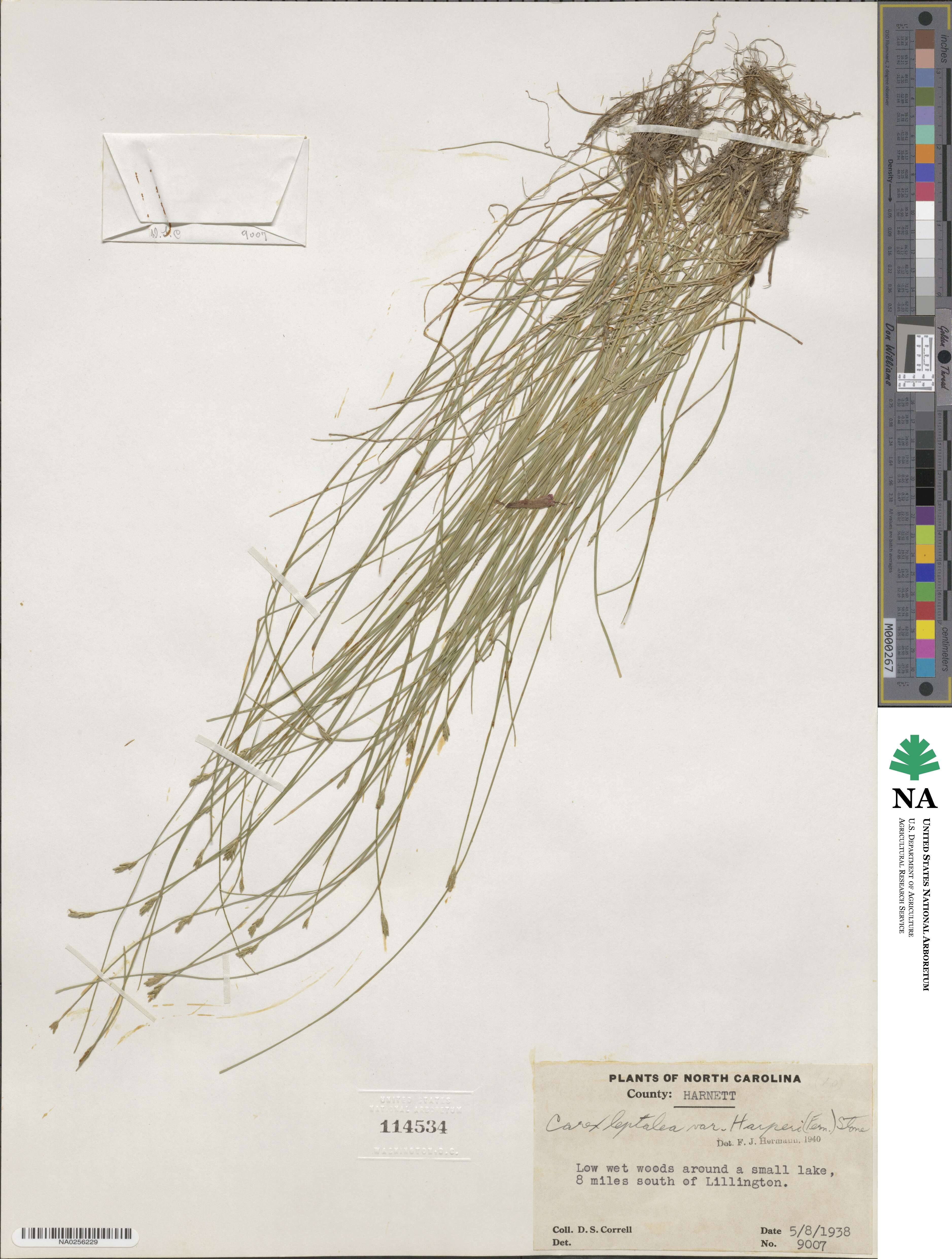 Carex leptalea subsp. harperi image