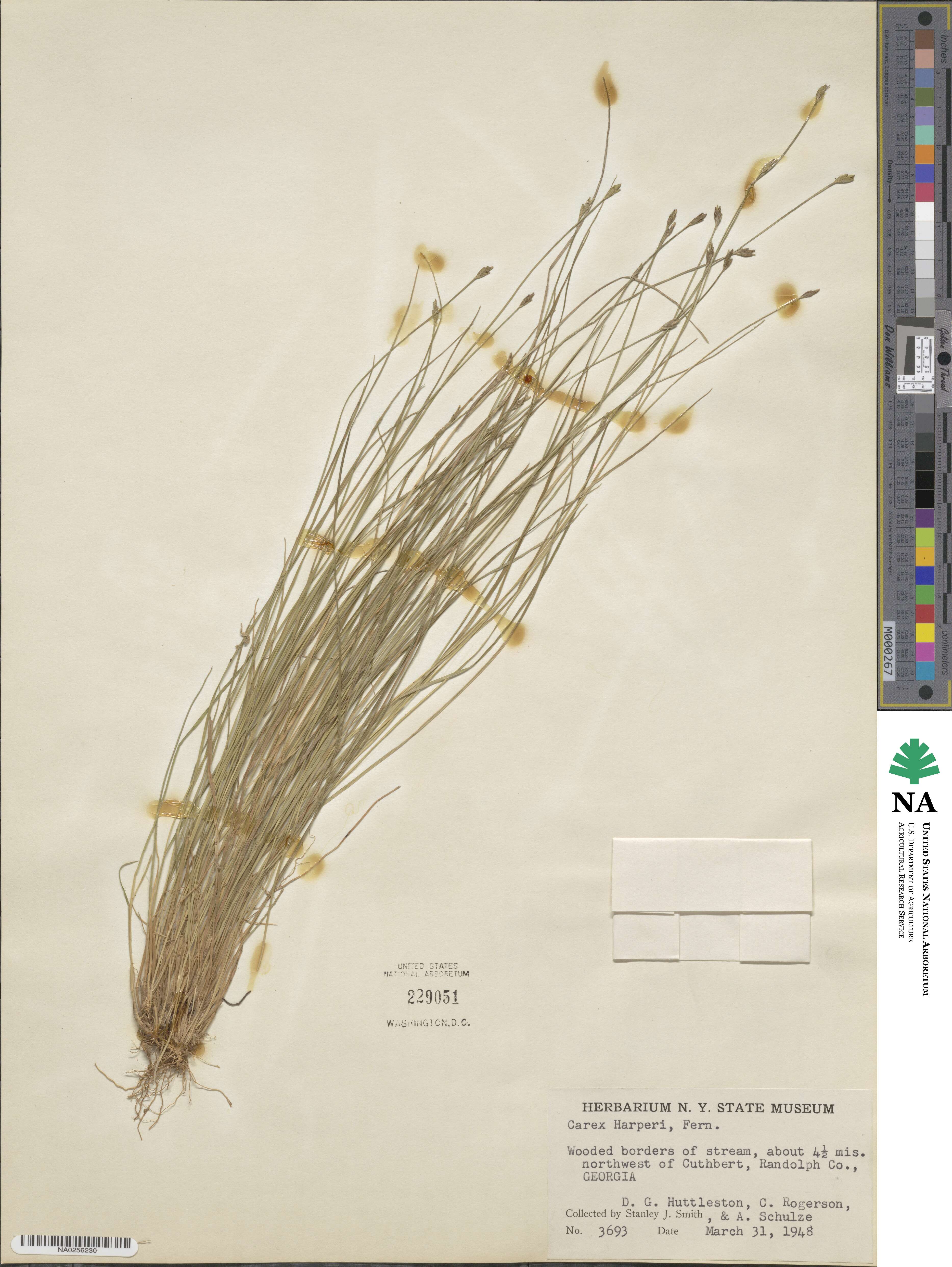 Carex leptalea subsp. harperi image