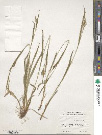 Carex leptonervia image