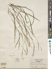 Carex leptonervia image