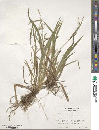 Carex leptonervia image