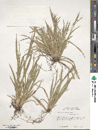 Carex leptonervia image