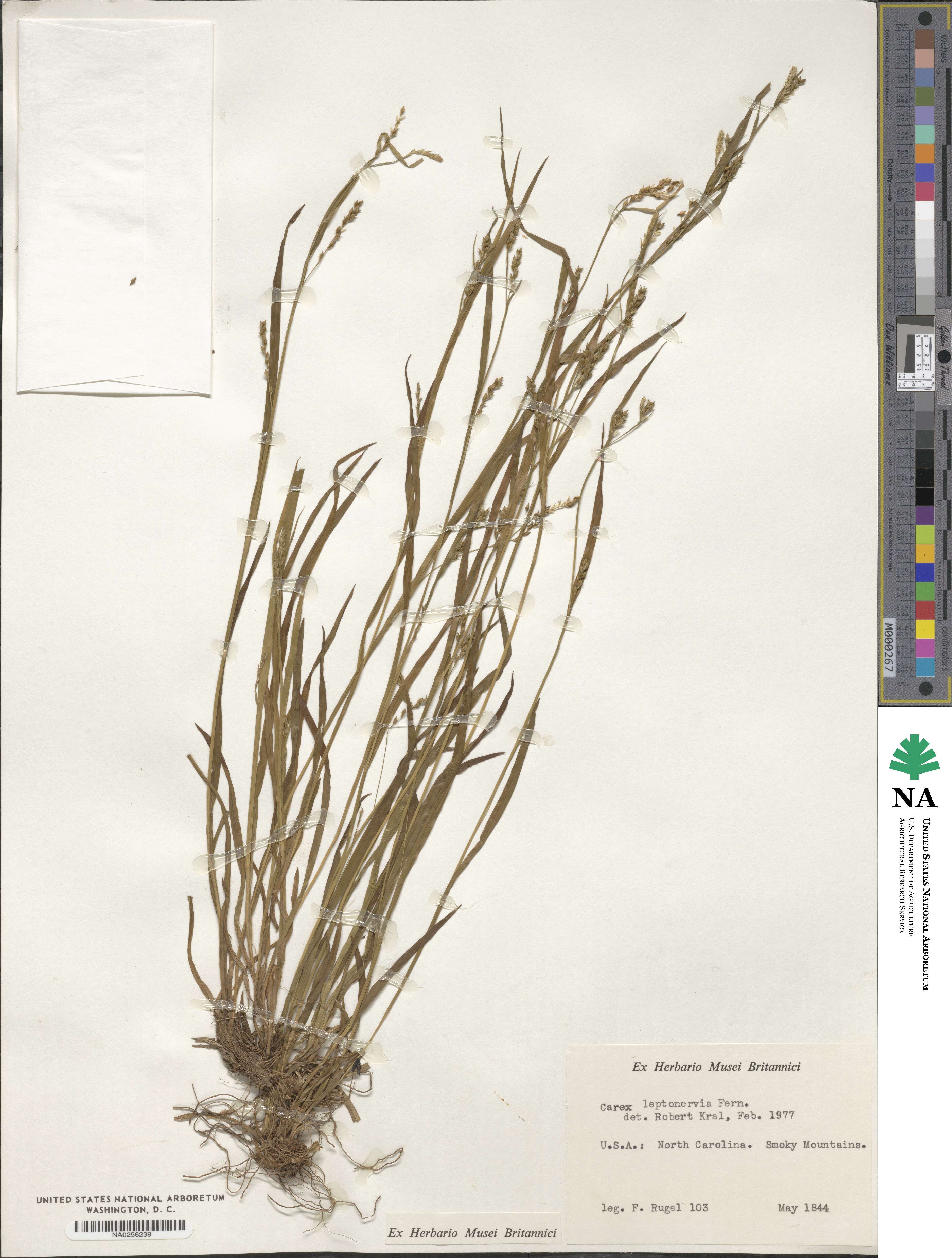 Carex leptonervia image