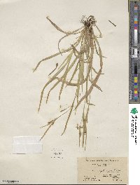 Carex leptonervia image