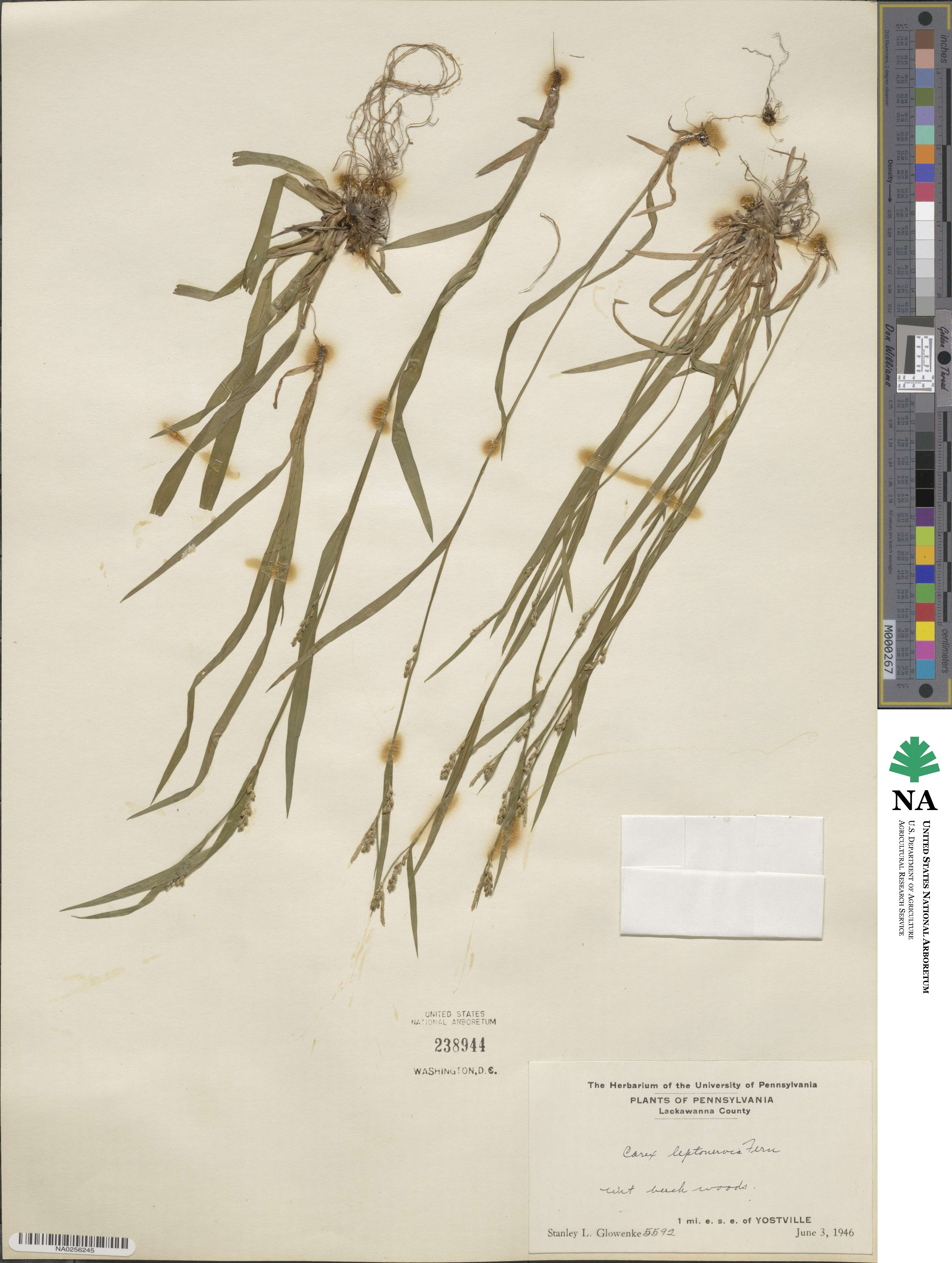 Carex leptonervia image