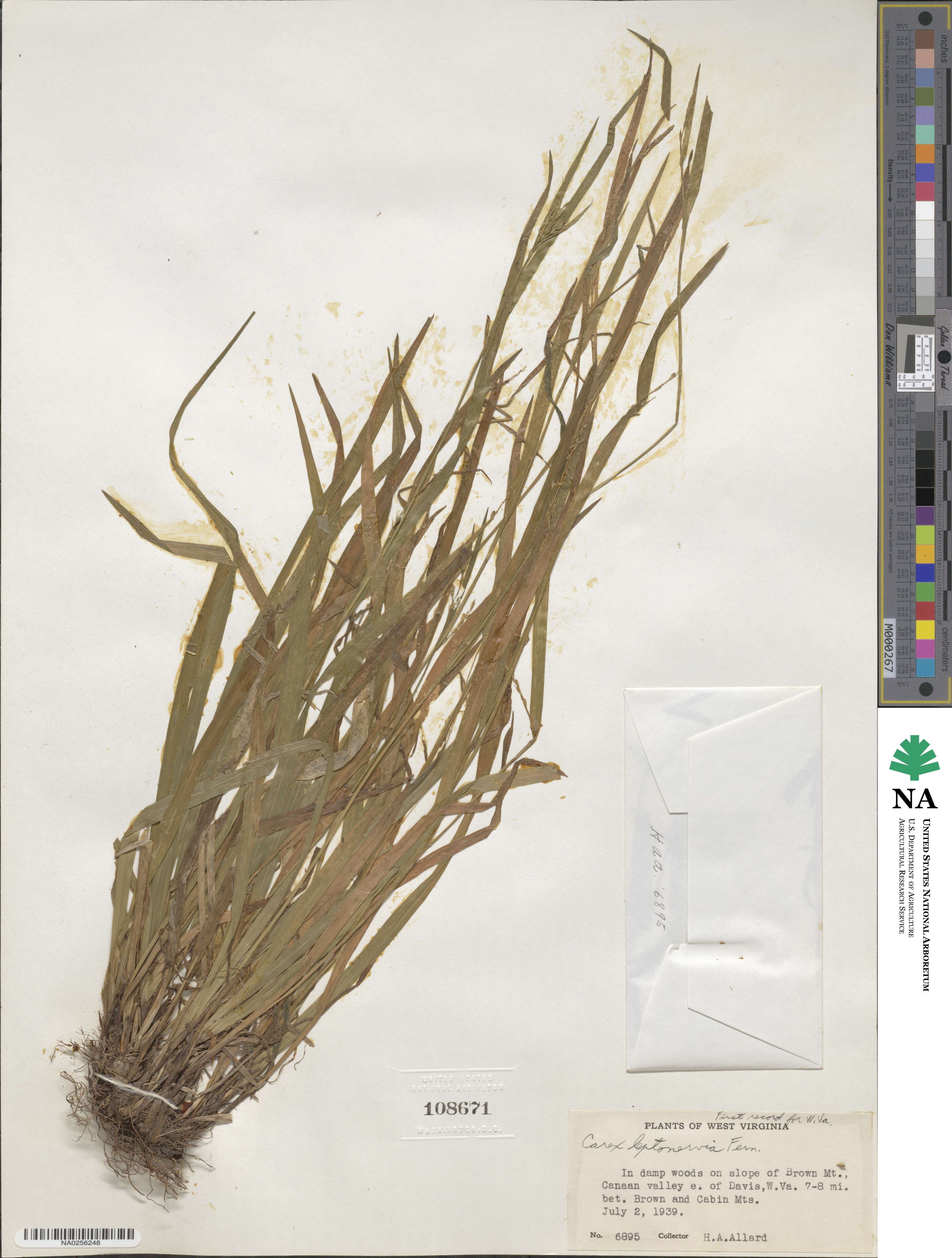 Carex leptonervia image