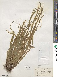 Carex leptonervia image