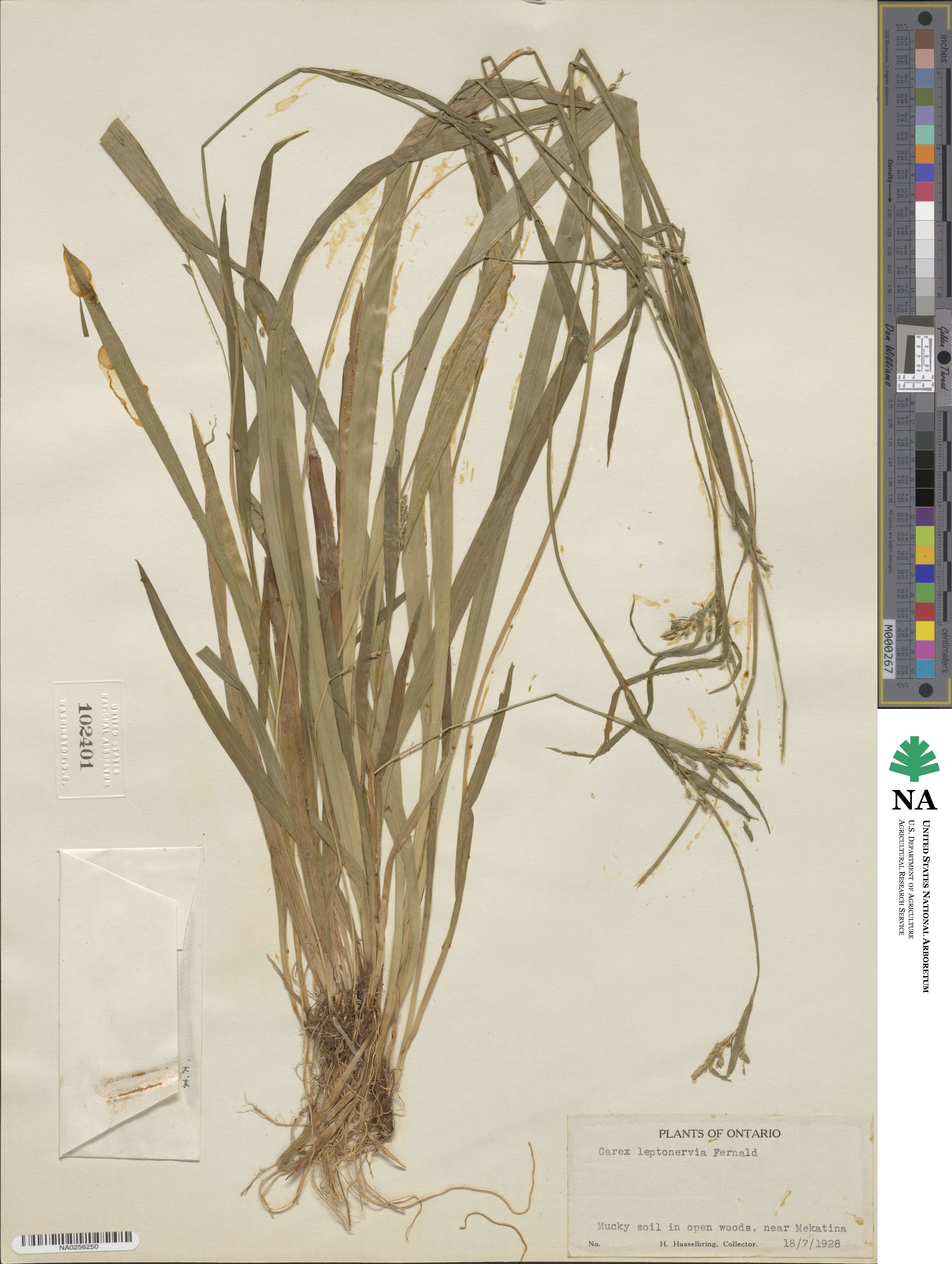 Carex leptonervia image