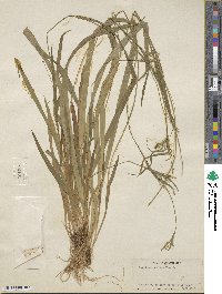 Carex leptonervia image