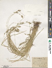 Carex leptopoda image