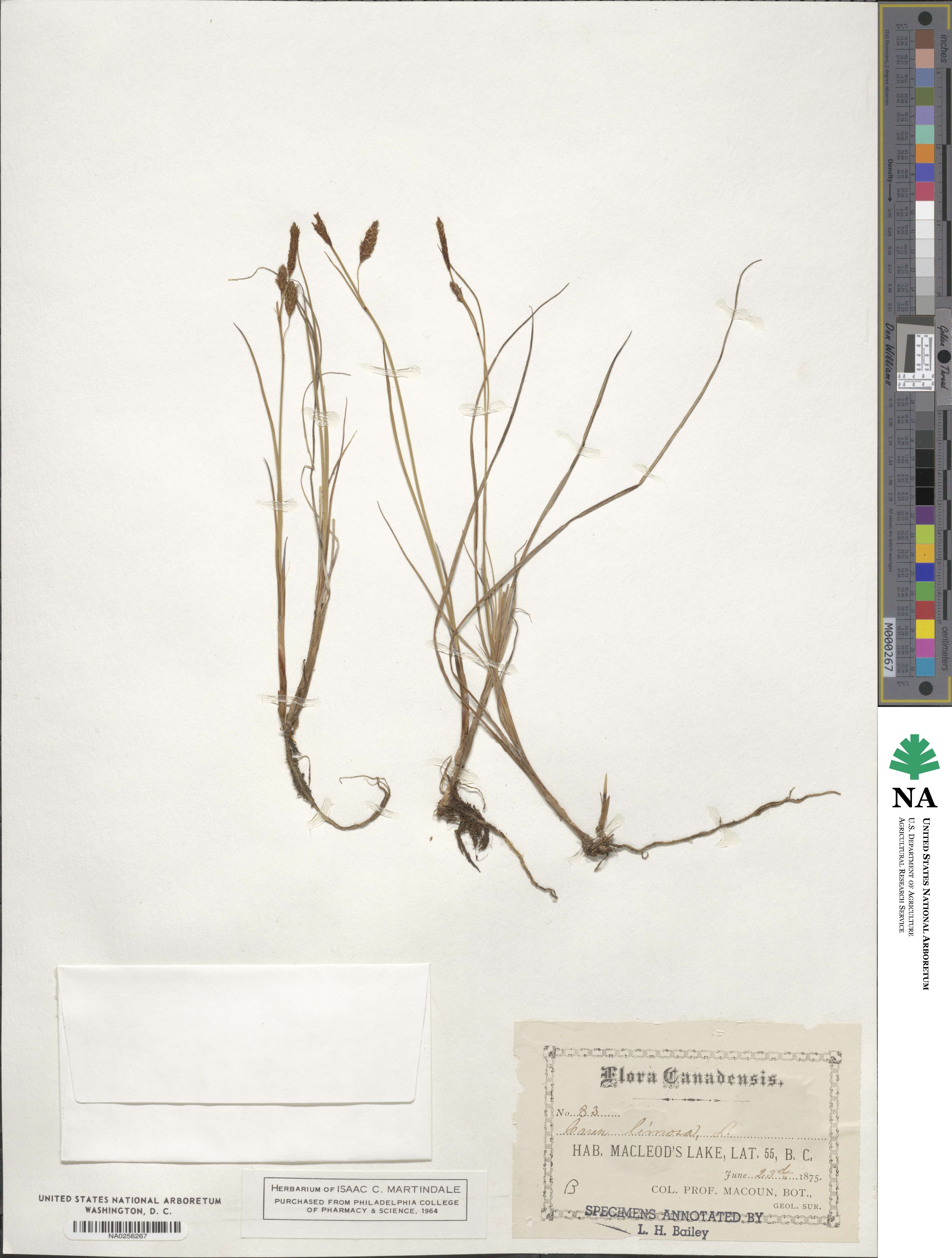 Carex limosa image