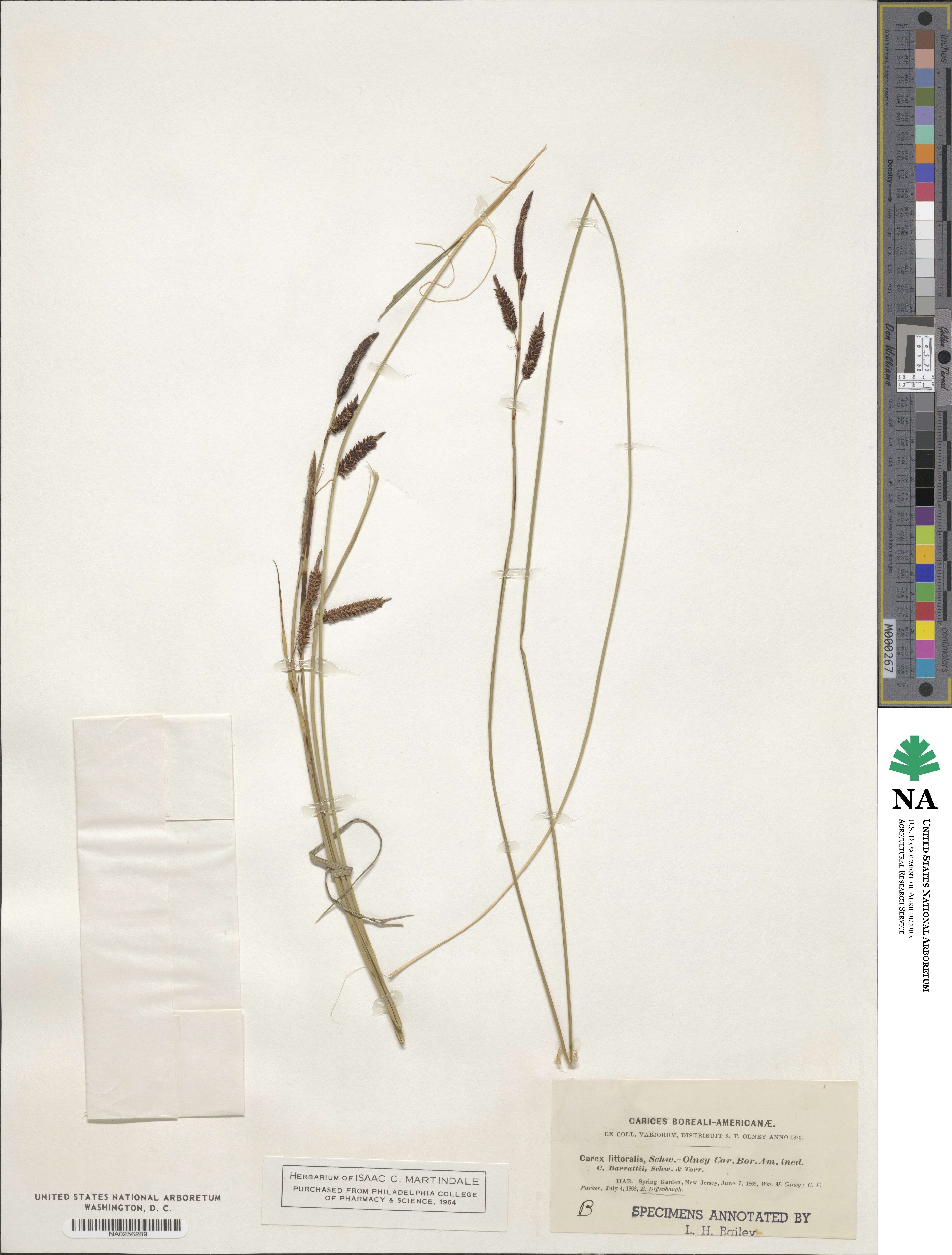 Carex littoralis image