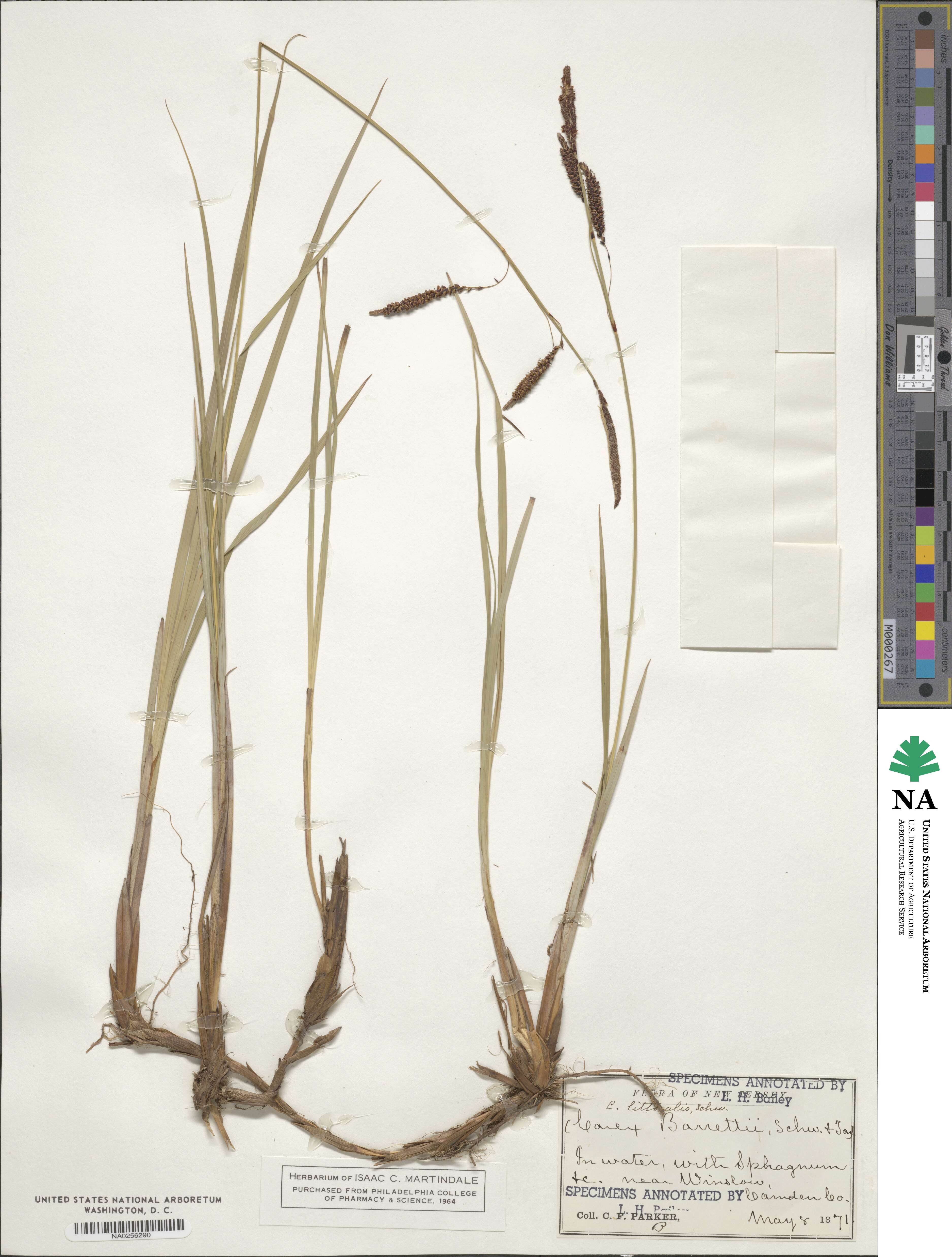 Carex littoralis image