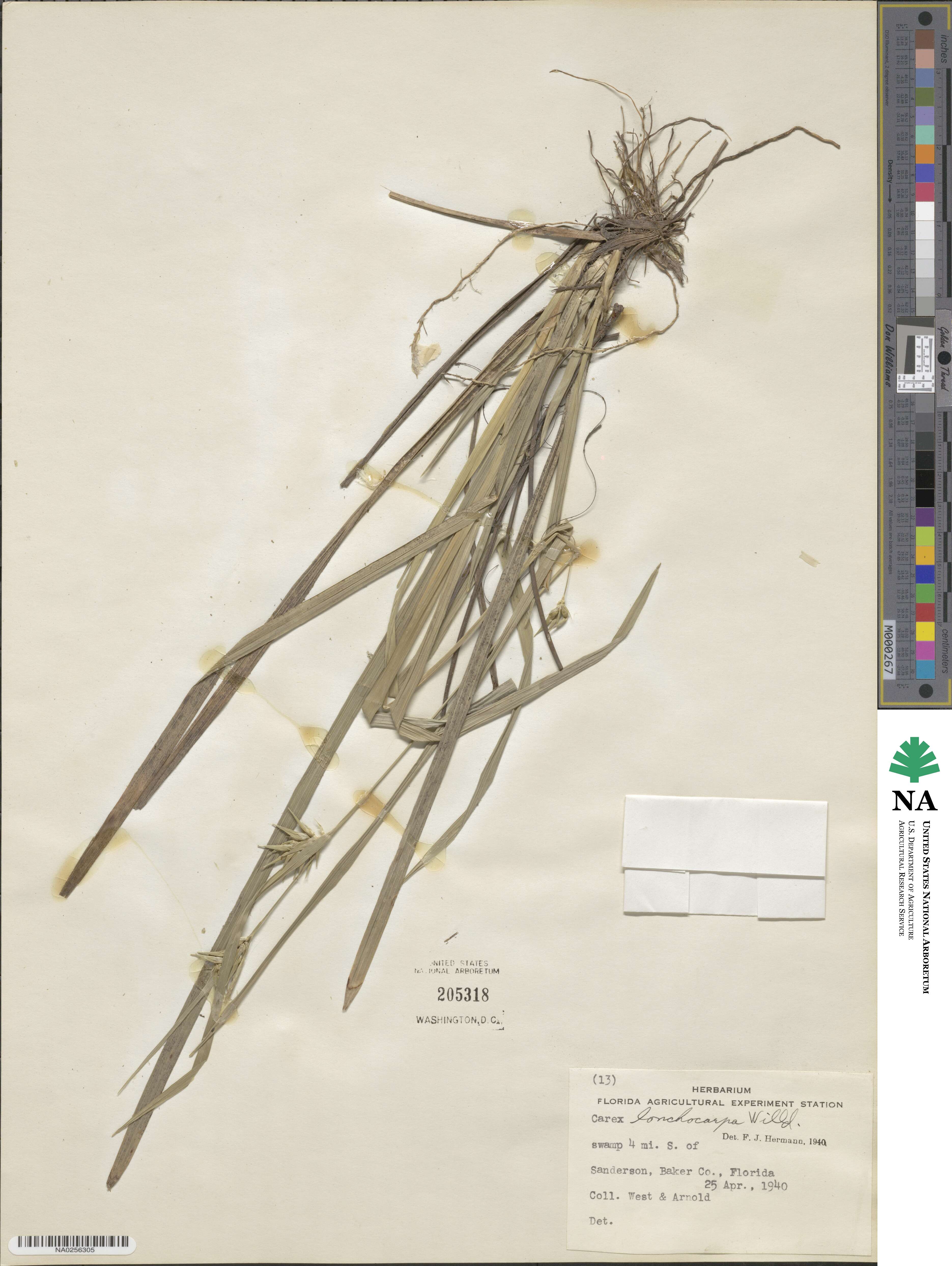 Carex lonchocarpa image