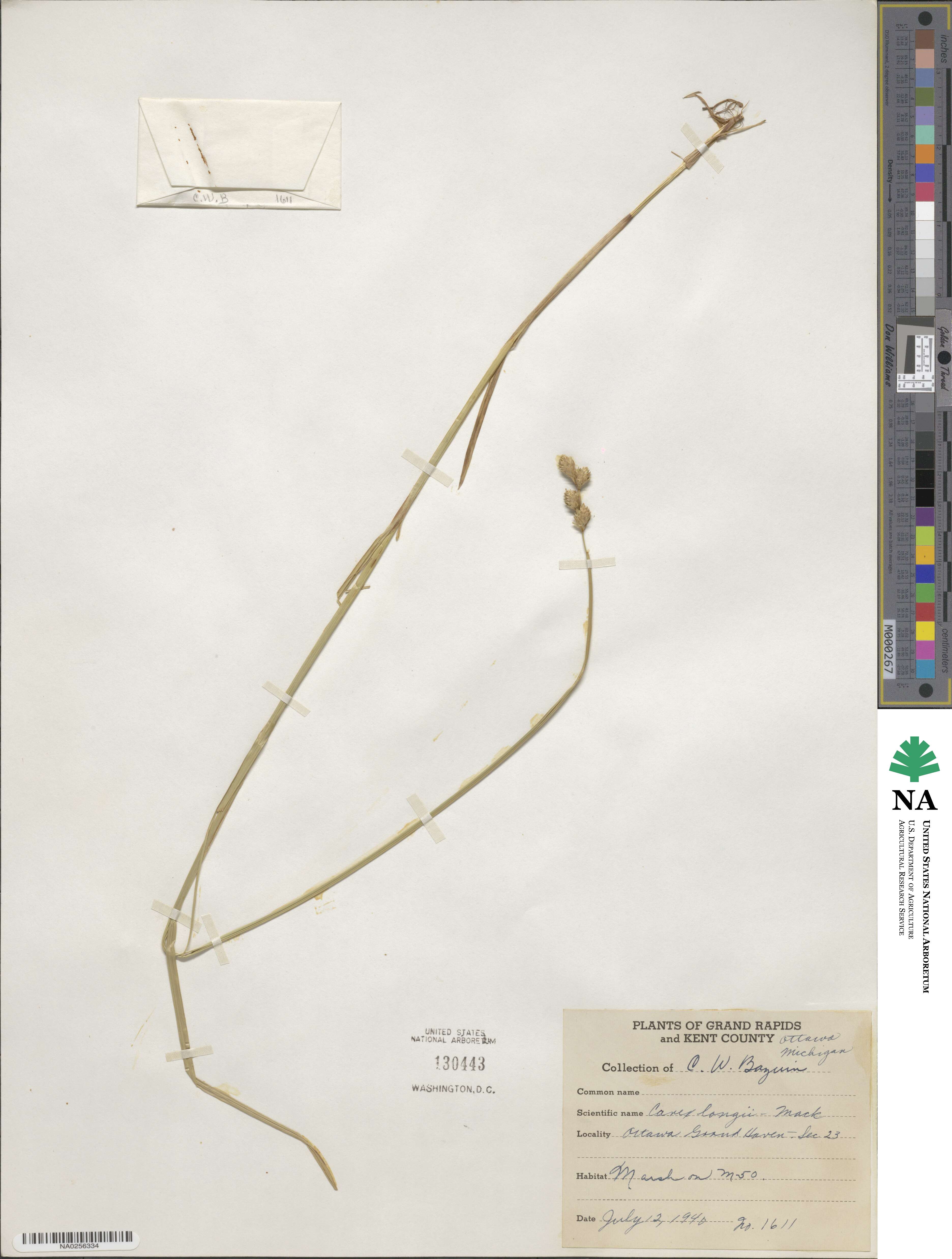 Carex longii image
