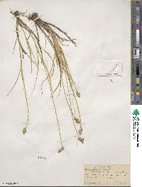 Carex longii image