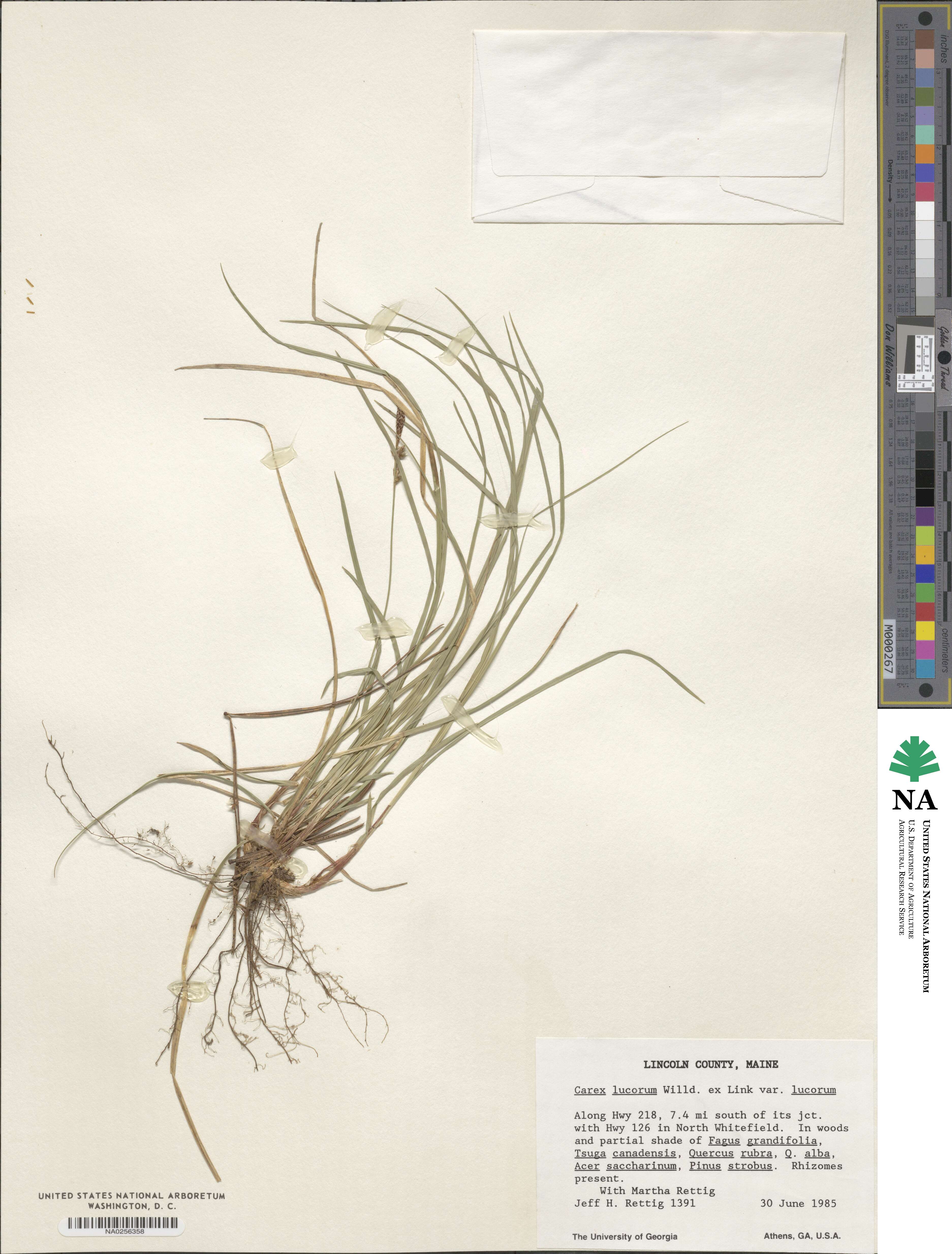 Carex lucorum image