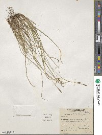 Carex lucorum image