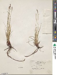 Carex lucorum image