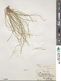 Carex lucorum image