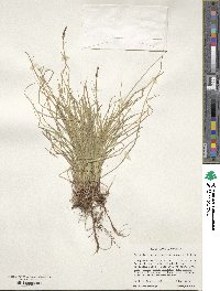 Carex austrolucorum image