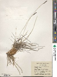 Carex bigelowii image