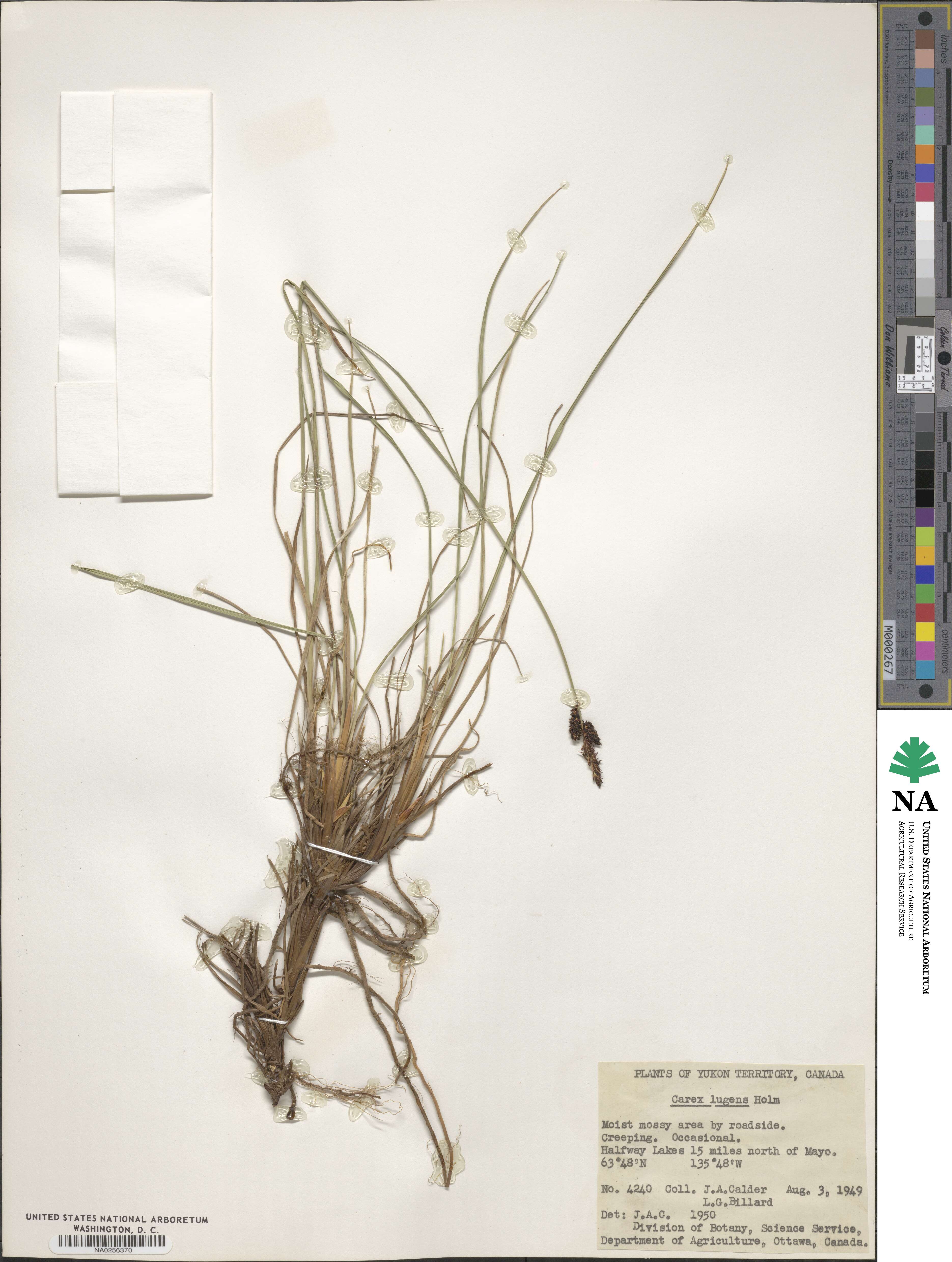 Carex bigelowii image