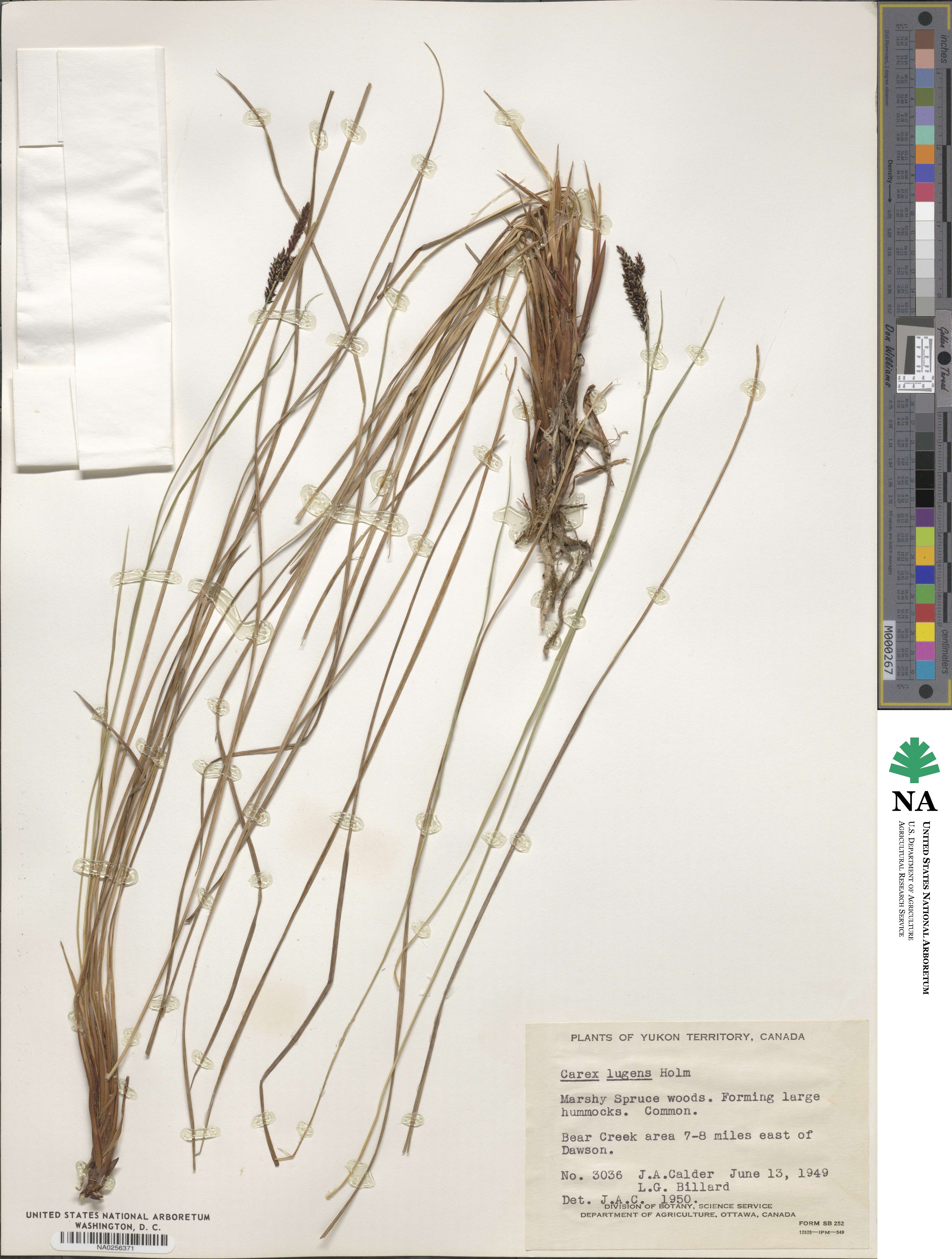 Carex bigelowii subsp. lugens image