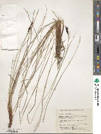 Carex bigelowii image