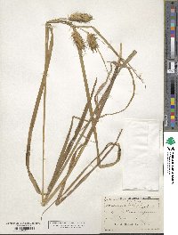 Carex lupuliformis image