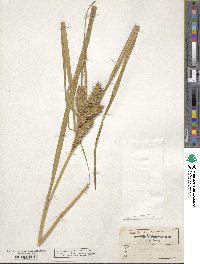 Carex lupuliformis image