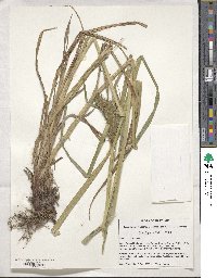 Carex lupulina image