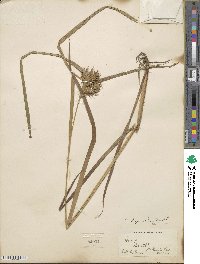 Carex lupulina image