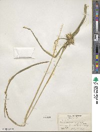 Carex lupulina image