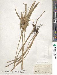 Carex lupulina image