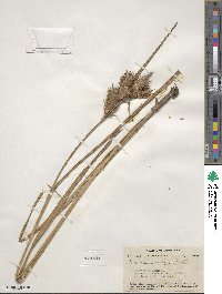 Carex lupulina image