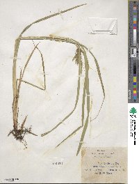 Carex lupulina image