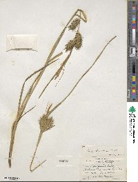 Carex lupulina image